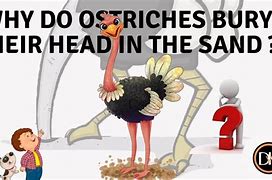 Image result for Strich Burying Its Head in the Sand