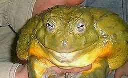 Image result for Orange Frog Meme