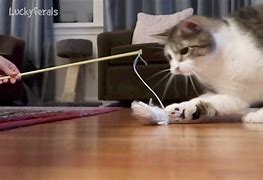 Image result for Cat Playing Toys