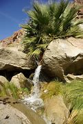 Image result for Borrego Desert State Park