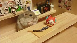Image result for Hamster Staring FaceTime Meme
