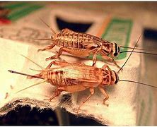 Image result for House Cricket Eggs