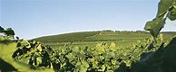 Image result for Weingut Bercher Burkheimer Feuerberg Pinot Noir Blanc Noirs Spatlese trocken