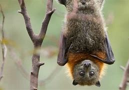 Image result for Hanging Upside Down Bat Activity