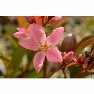 Image result for Rhaphiolepis Apple Blossom