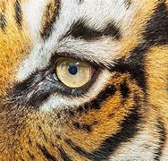 Image result for Malayan Tiger Eye