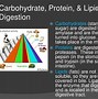 Image result for Physical and Chemical Digestion