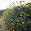 Image result for Norther AZ Wildflowers