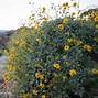 Image result for Types of Arizona Wildflowers