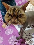 Image result for Bald Persian Cat