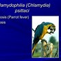 Image result for Chlamydia Trachomatis Elementary Bodies