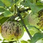 Image result for Apple Tree Diseases
