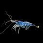 Image result for Blue Freshwater Shrimp