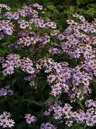 Image result for Aster ageratoides Harry Schmidt