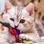 Image result for Animated Cat Toys