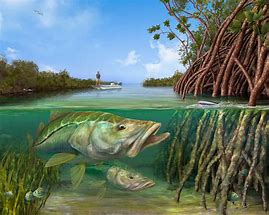 Image result for Gulf Snook Art