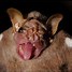 Image result for Bat Mouth