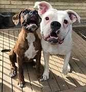 Image result for White Boxer Dogs Funny