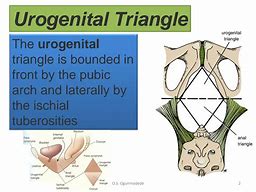 Image result for urogenital