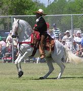 Image result for An American Azteca Horse