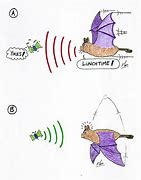 Image result for Bat Echolocation Cartoon