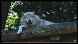 Image result for Wolf Laughing Og:Image