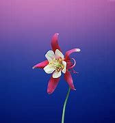 Image result for iPhone 8 Wallpaper Flowers