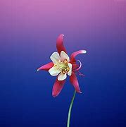 Image result for Pretty Wallpaper for iPhone