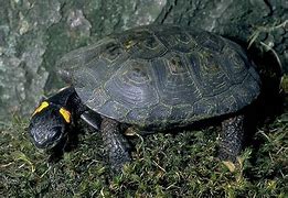 Image result for Glyptemys Emydidae