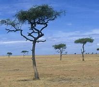 Image result for Kenya Biomes