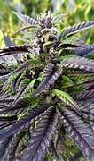 Image result for Purple Ghost Strain