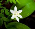 Image result for Wildflower Photography