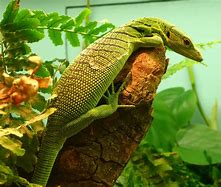 Image result for Emerald Green Lizard