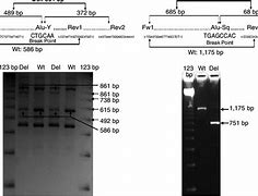 Image result for PCR Exon