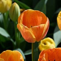 Tulipa Paintbrush に対する画像結果