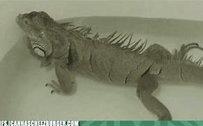 Image result for Iguana Fart