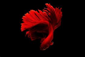 Image result for Pics of Fish Wallpaper