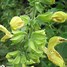 Image result for Salvia glutinosa