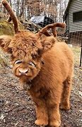 Image result for Funny Cows Eating
