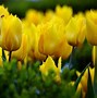 Image result for Hoa Tulip Vang