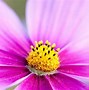 Image result for Macro Flowers