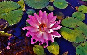 Image result for Water Lilies Wallpaper