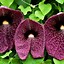 Image result for Perennial Climbing Flowering Vines