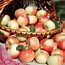 Image result for Apple Orchard Background