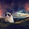 Image result for Grumpy Cat Wallpaper