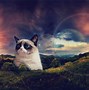 Image result for Grumpy Cat Meme Jesus