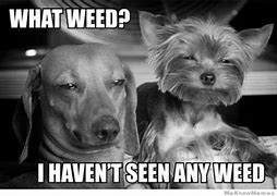 Image result for Weed Memes 2020