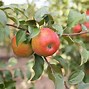 Image result for Apple Cultivars