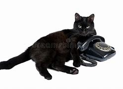 Image result for Black Cat On Phone