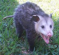 Image result for Opossum Meme